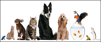 pets